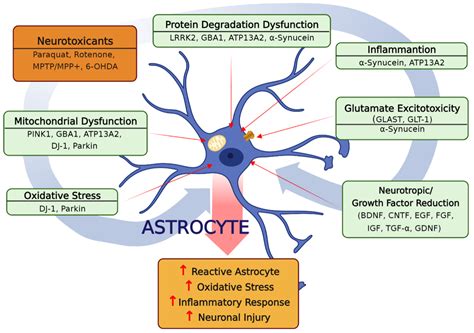 ofgfap|Astrocytes: Form, Functions, and Roles in Disease